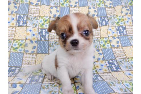 成約済の千葉県のチワワ(ロングコート)-98488の11枚目